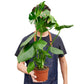 Monstera