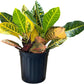 Croton Petra – Live Tropical Plant in 10-Inch Grower Pot | Indoor & Outdoor Use
