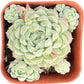 Sprout N Green Echeveria Minima, 1 Live Mini Succulent Plant Fully Rooted in 2 inch Starter Pot, Real House Plant for Indoor Outdoor Home Office Wedding Decoration Party Favor