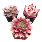 Lithops & Succulent Collection