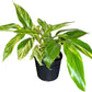 Alpina Varigated Ginger Live Plant, Indoor/Outdoor, 10-inch Grower Pot