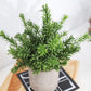 Mini Potted Artificial Plants - 3 pack