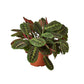 Maranta