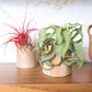 Driftwood Containers with Small Xerographica Air Plant