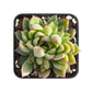 Sprout N Green Echeveria Minima, 1 Live Mini Succulent Plant Fully Rooted in 2 inch Starter Pot, Real House Plant for Indoor Outdoor Home Office Wedding Decoration Party Favor