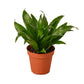 Dracaenas