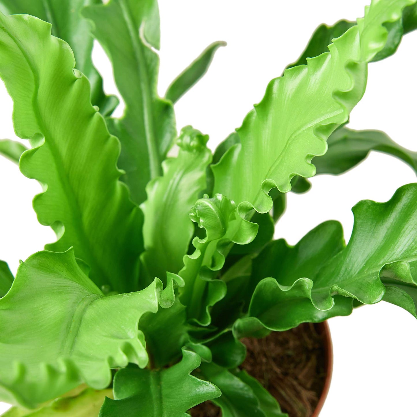 Ferns
