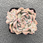Sprout N Green Echeveria Minima, 1 Live Mini Succulent Plant Fully Rooted in 2 inch Starter Pot, Real House Plant for Indoor Outdoor Home Office Wedding Decoration Party Favor