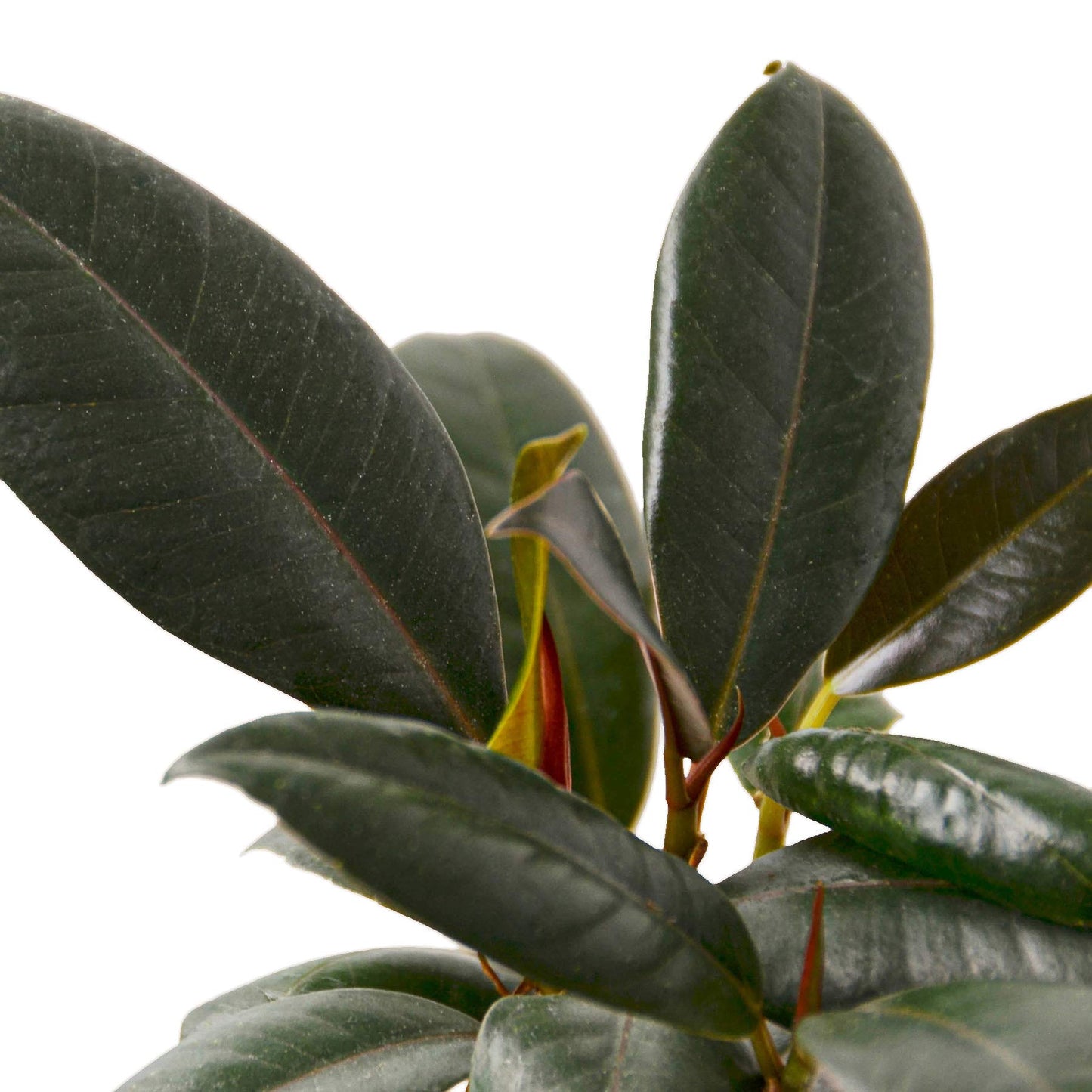 Ficus