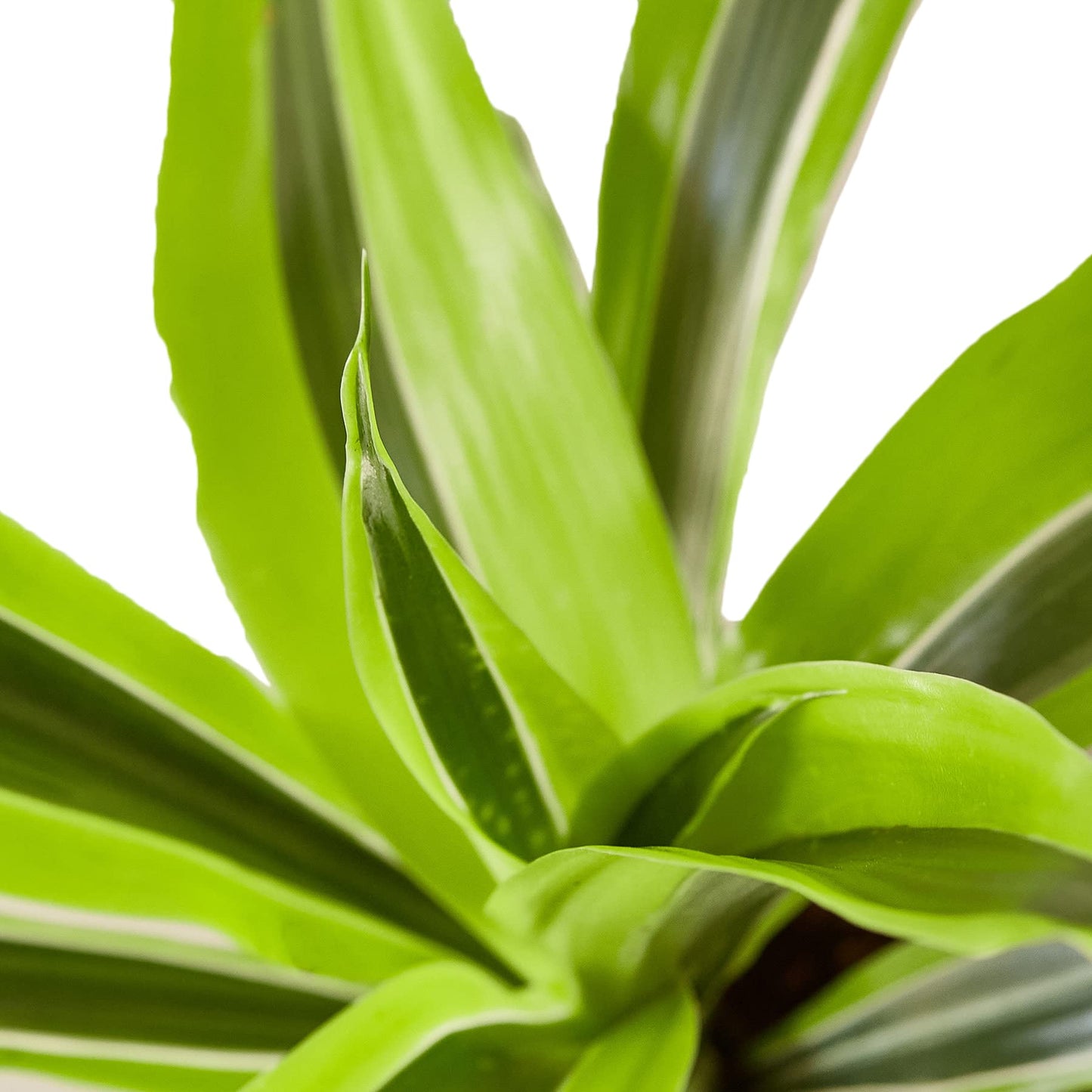 Dracaenas