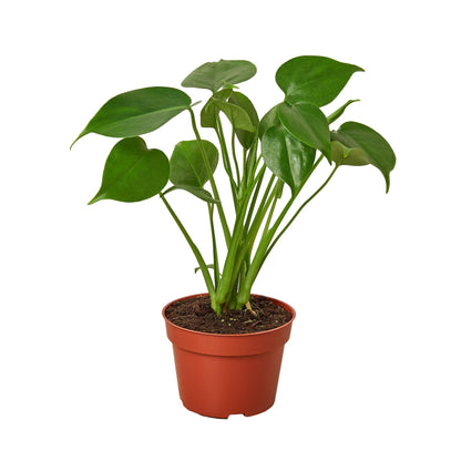 Monstera