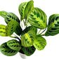 Lemon Lime Prayer Plant Maranta
