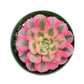 4" Trailing Succulents