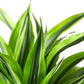 Dracaenas