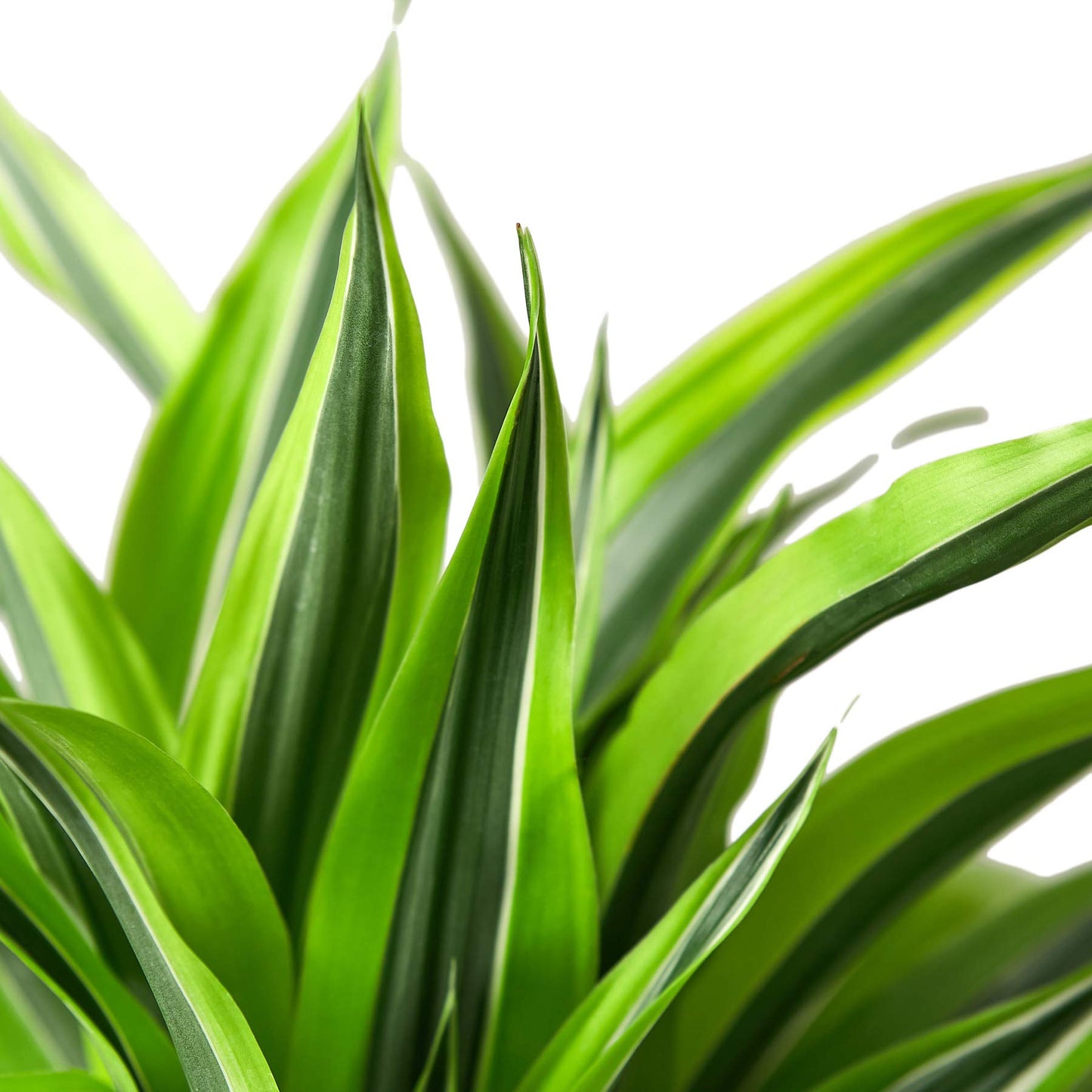 Dracaenas