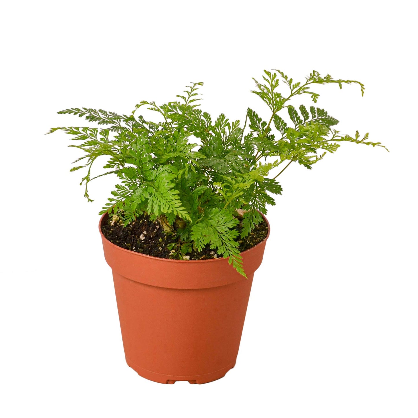 Ferns
