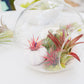 Tillandsia Jumbo Variety Pack