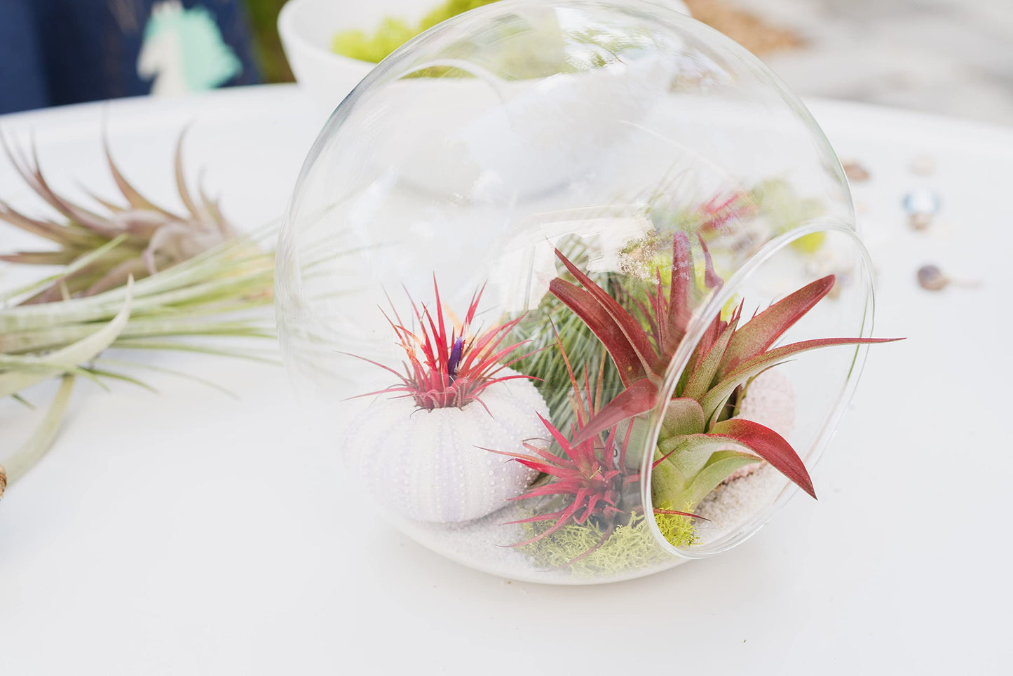 Tillandsia Jumbo Variety Pack