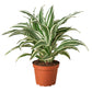 Dracaenas