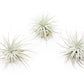 Jumbo Tectorum Ecuador Air Plant