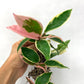 Tricolor Hoya Krimson Queen 4"