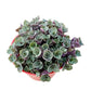 4" Trailing Succulents