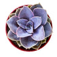 4" Trailing Succulents