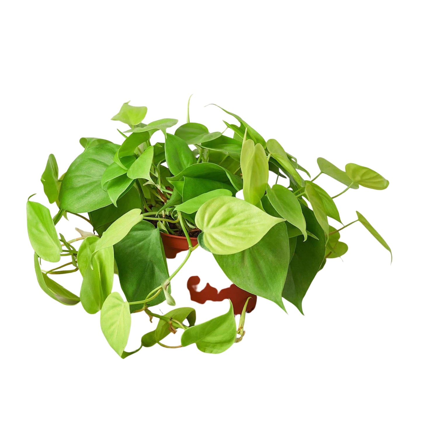 Philodendrons