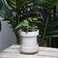 Self Watering Planter Pot Terracotta and Glass