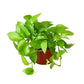 Pothos