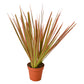 Dracaenas
