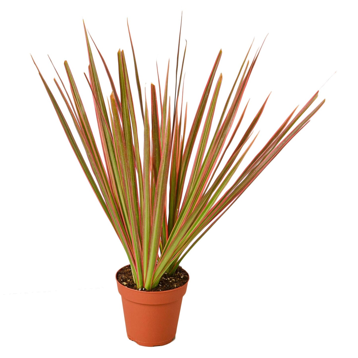 Dracaenas