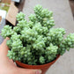 4" Trailing Succulents