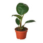 Philodendrons