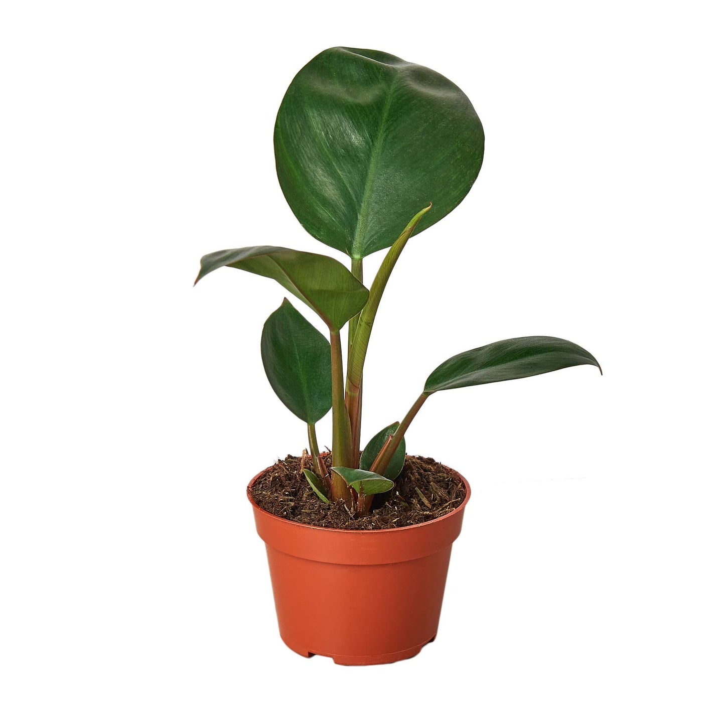 Philodendrons