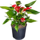 Anthurium Melanie Red Live Plant, Indoor/Outdoor, 10-inch Grower Pot, 28 inches Tall