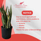 Sansevieria Laurentii Live Plant Indoor/Outdoor in 10 in Grower Pot, Green, Yellow