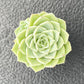 Sprout N Green Echeveria Minima, 1 Live Mini Succulent Plant Fully Rooted in 2 inch Starter Pot, Real House Plant for Indoor Outdoor Home Office Wedding Decoration Party Favor