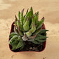 Lithops & Succulent Collection
