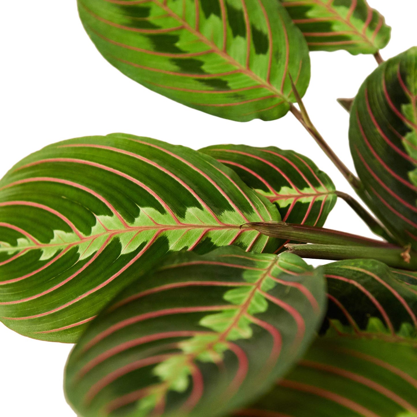 Maranta