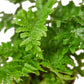 Ferns