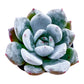 Sprout N Green Echeveria Minima, 1 Live Mini Succulent Plant Fully Rooted in 2 inch Starter Pot, Real House Plant for Indoor Outdoor Home Office Wedding Decoration Party Favor