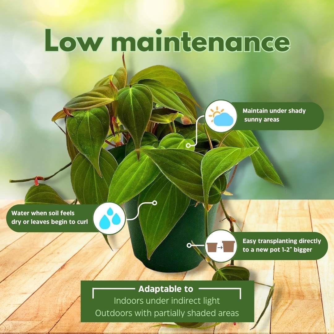 Philodendron Micans 4"