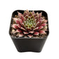 Lithops & Succulent Collection