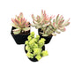 Lithops & Succulent Collection