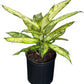 Dieffenbachia Starbright Live Plant, Indoor/Outdoor, 10-inch Pot, Yellow and Green