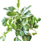 Pothos N’Joy Live Indoor Plant 4"