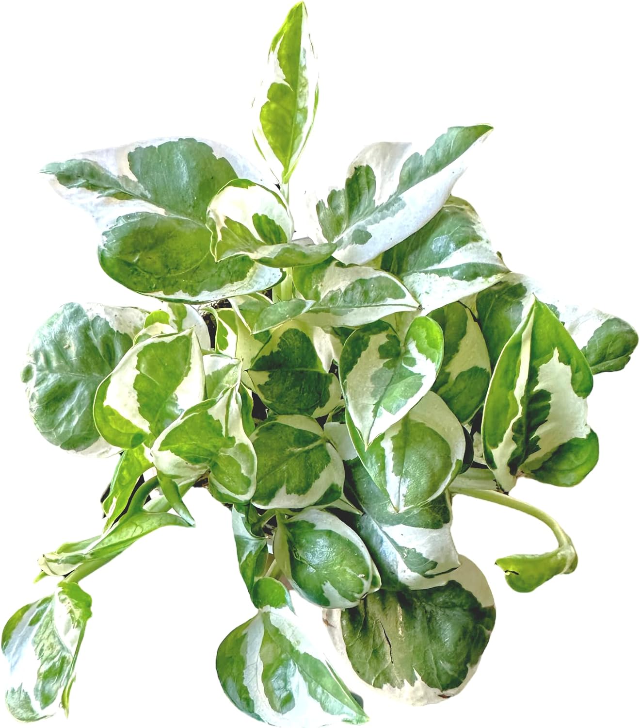 Pothos N’Joy Live Indoor Plant 4"