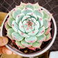 Lithops & Succulent Collection