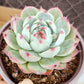 Lithops & Succulent Collection